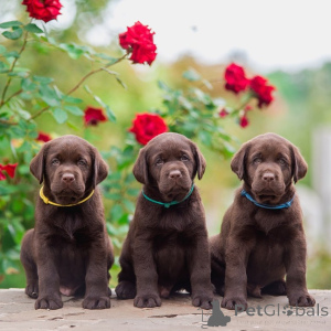 Photo №1. labrador retriever - for sale in the city of Berchtesgaden | 12$ | Announcement № 135600