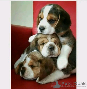 Photo №1. beagle - for sale in the city of Dubai | 370$ | Announcement № 13790