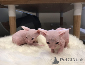 Photo №2 to announcement № 160911 for the sale of sphynx cat - buy in Spain breeder