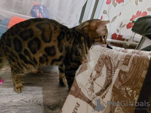 Photo №4. Mating bengal cat in Belarus. Announcement № 20857