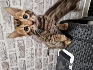 Additional photos: bengal kittens