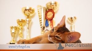 Additional photos: Club Abyssinian kittens