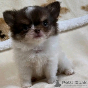 Photo №2 to announcement № 126840 for the sale of yorkshire terrier - buy in France breeder