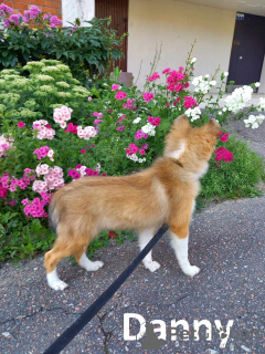 Photo №4. I will sell shetland sheepdog in the city of Kohtla-Järve. from nursery - price - negotiated