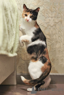 Photo №4. I will sell  in the city of Moskova. private announcement - price - Is free