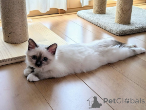Photo №2 to announcement № 143148 for the sale of birman - buy in United States breeder