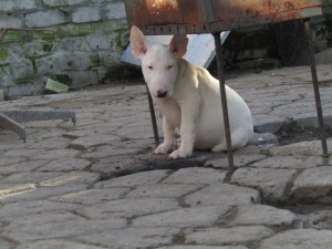 Photo №2 to announcement № 1744 for the sale of bull terrier - buy in Ukraine private announcement