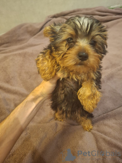 Additional photos: Yorkie puppy.