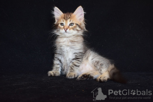 Additional photos: Siberian kittens.
