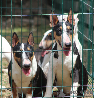 Photo №2 to announcement № 118204 for the sale of bull terrier - buy in Serbia 