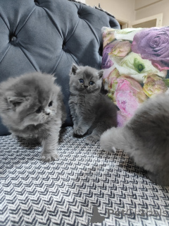 Photo №4. I will sell american bobtail in the city of Стамбул. breeder - price - negotiated