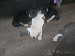 Photo №1. pug - for sale in the city of Berlin | negotiated | Announcement № 174710