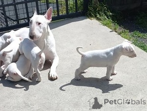 Photo №1. bull terrier - for sale in the city of Finns | negotiated | Announcement № 169533
