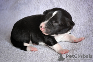 Photo №3. border collie puppies. Russian Federation