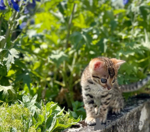 Photo №2 to announcement № 114882 for the sale of bengal cat - buy in United States private announcement