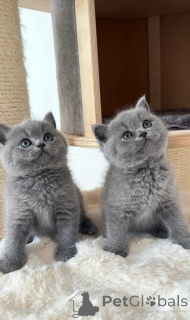 Photo №1. british shorthair - for sale in the city of Catania | 413$ | Announcement № 172007