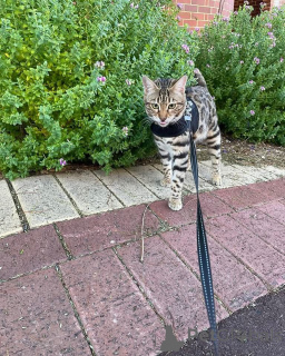 Photo №1. bengal cat - for sale in the city of Rennes | 706$ | Announcement № 152776