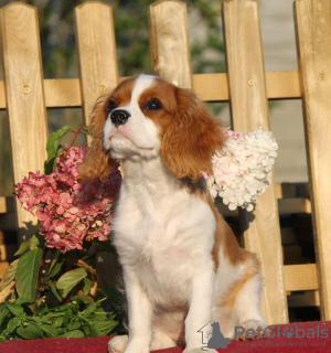 Photo №1. cavalier king charles spaniel - for sale in the city of Riga | 1715$ | Announcement № 12540