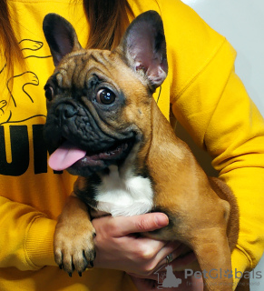 Photo №2 to announcement № 35677 for the sale of french bulldog - buy in Ukraine private announcement