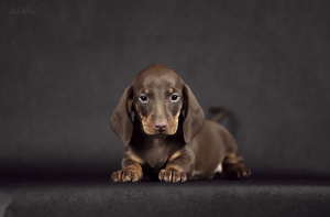 Photo №4. I will sell dachshund in the city of Voronezh. from nursery - price - 768$