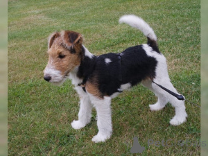 Photo №1. wire fox terrier - for sale in the city of Heidenheim | negotiated | Announcement № 166275