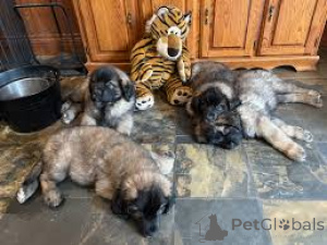 Photo №2 to announcement № 161595 for the sale of leonberger - buy in Luxembourg private announcement, breeder