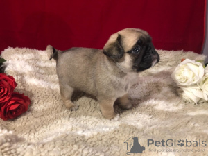 Photo №1. pug - for sale in the city of Queenscliff | negotiated | Announcement № 9768