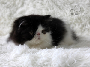 Photo №1. persian cat - for sale in the city of Izhevsk | 322$ | Announcement № 2133