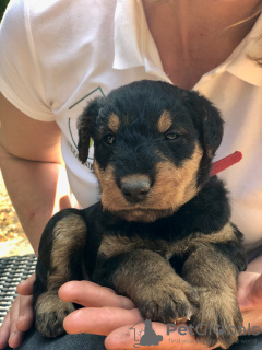 Additional photos: Airedale terrier pupies for sell