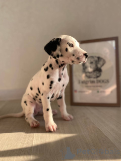 Additional photos: Spotted Dalmatian babies from the elite FULGRIM Dogs kennel