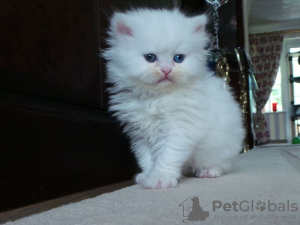 Photo №1. persian cat - for sale in the city of Дармштадт | negotiated | Announcement № 109460