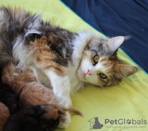 Photo №3. Main Coon for sale. Netherlands