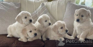 Photo №1. golden retriever - for sale in the city of Stockholm | negotiated | Announcement № 113176