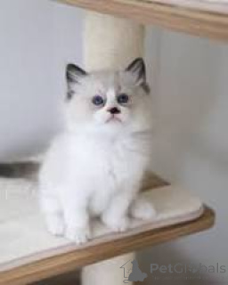 Photo №2 to announcement № 164621 for the sale of ragdoll - buy in Finland private announcement, breeder