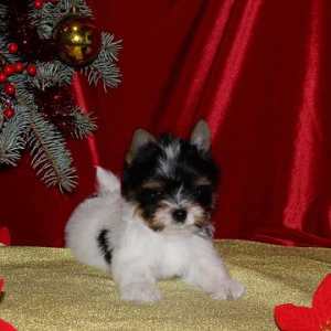 Photo №4. I will sell beaver yorkshire terrier in the city of Минск. from nursery, breeder - price - Negotiated
