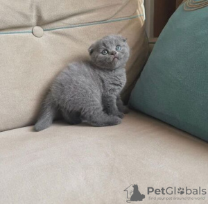 Photo №1. scottish fold - for sale in the city of Prague | negotiated | Announcement № 89447