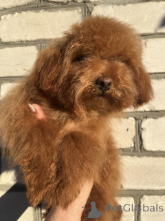 Photo №1. poodle (toy) - for sale in the city of Kiev | 1032$ | Announcement № 157861