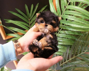 Photo №2 to announcement № 163955 for the sale of non-pedigree dogs - buy in United States breeder