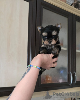 Photo №1. yorkshire terrier - for sale in the city of Балыкесир | 500$ | Announcement № 103657