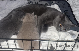 Photo №3. Outstanding British Shorthair Kittens. Germany