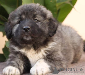 Photo №1. caucasian shepherd dog - for sale in the city of Šid | negotiated | Announcement № 81232