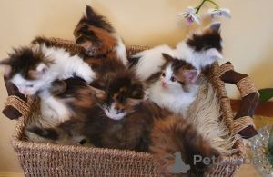 Photo №4. I will sell maine coon in the city of LègStrup. private announcement, breeder - price - 877$