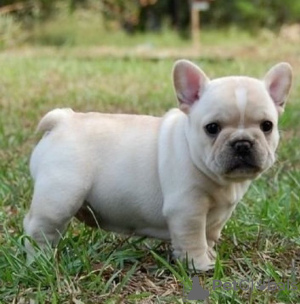 Photo №4. I will sell french bulldog in the city of Berlin. private announcement, from the shelter, breeder - price - 106$