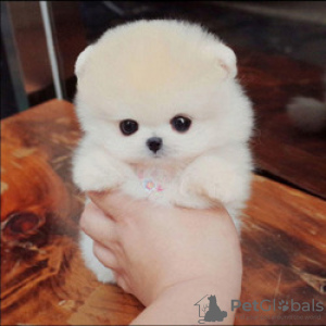 Photo №1. pomeranian - for sale in the city of Бернау | Is free | Announcement № 116023