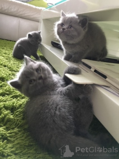 Photo №3. Blue British Shorthair Kittens. Germany