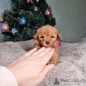 Photo №1. poodle (toy) - for sale in the city of Meljine | 568$ | Announcement № 163340