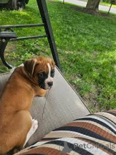 Photo №2 to announcement № 162775 for the sale of boxer - buy in Canada private announcement, breeder