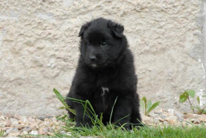 Photo №1. groenendael dog - for sale in the city of Tbilisi | 1200$ | Announcement № 658