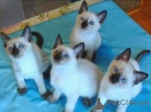 Photo №1. siamese cat - for sale in the city of Friggesby | negotiated | Announcement № 161993