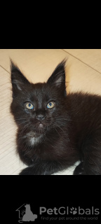 Photo №2 to announcement № 49254 for the sale of maine coon - buy in Russian Federation breeder